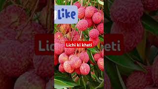 Lichi ki khetishorts shortsfeed short vayralshorts viralvideo lichiorganic jaivik mango [upl. by Thea359]