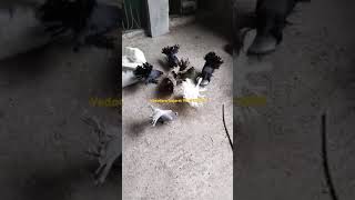 Bird FINCH dog food vadodara gujarat [upl. by Cornelle]