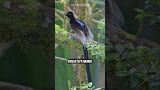 Black Sicklebill 🐦‍⬛ Bird of Paradise [upl. by Nedlog949]