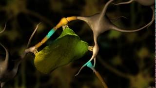 Neuronal Degeneration 3D [upl. by Helen]