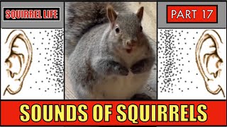 Squirrel Life 17  The Sounds of Squirrels [upl. by Rafat]