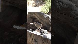 Whitecrowned Sparrow🐦Woodpile Seed Snack whitecrownedsparrow [upl. by Ahsil]