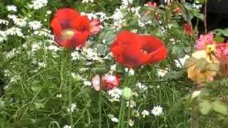 Papaver somniferum the opium poppy [upl. by Anurag]