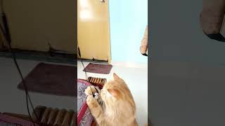 Charlie Taking Headphones 😀🎧shorts youtubeshorts cat pets trending [upl. by Abas]