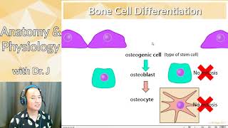 PHYL 141  Skeletal System  Bone Matrix amp Bone Cells [upl. by Effie412]