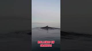 AVISTAMIENTO DE BALLENAS EN PELIGRO DE EXTINCIÓN EN LA COSTA TROPICAL DE GRANADA [upl. by Crelin809]