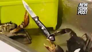 WATCH Crab with knife puts up a good fight 🦀 🔪 [upl. by Enirbas]