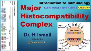 Major Histocompatibility Complex MHC  Immunology Explained [upl. by Elleirb]