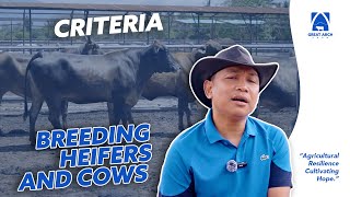 CRITERIA FOR CHOOSING BREEDING HEIFERS AND COWS [upl. by Ennaeerb]