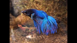 Bojownik wspaniały  syjamski Betta splendens [upl. by Sladen]