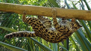 Margay The acrobat of the small cat world [upl. by Phelan]