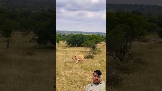 lion africanleopard safari shortvideo shorts goviral [upl. by Resa874]