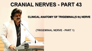 CRANIAL NERVES  PART 43CLINICAL ANATOMY OF TRIGEMINAL 5th  NERVETRIGEMINAL NERVE PART 1 [upl. by Franck836]