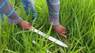 Aforando pasto brachiaria decumbens [upl. by Anselmi934]