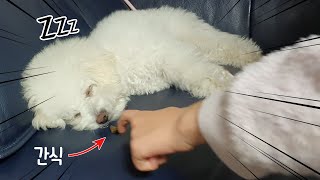 ENG SUB 잠든 강아지 코 앞에 몰래 간식을 놓으면 벌어지는 일ㅋㅋㅋ │ 몽실하루 비숑 Bichon Frise vlog EP 20 │ 하루아루TV [upl. by Alodi287]