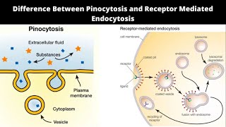 Difference Between Pinocytosis and Receptor Mediated Endocytosis [upl. by Ahsilif33]