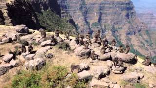 Ethiopia by drone  The Simien Mountains [upl. by Lleznod]