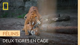 Il nest pas toujours bon de mettre deux tigres ensemble dans une même cage [upl. by Ressay]