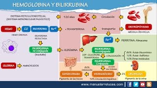 METABOLISMO DE LA HEMOGLOBINA Y BILIRRUBINA [upl. by Ludovico361]