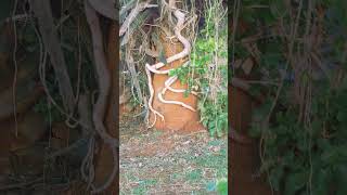 Parasitic trees 🌴 🪱 prothomalo news tree parasite  Protho funy [upl. by Eseyt292]