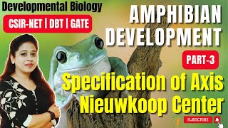 Amphibian Development Part 3  Nieuwkoop Center  Role of Wnt β catenin GSK3 in Axis formation [upl. by Melli]