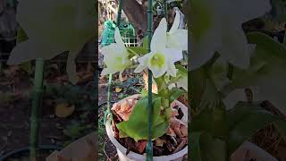 dendrobium lemon white orchids [upl. by Domenic]