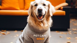 Adolescent Dog Behaviour Problems Identifiers and Solutions by Pet Care Wala Dog Behaviour [upl. by Puto]