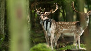 Dådyr  Fallow deer Wildlife Dansk Natur [upl. by Gala]