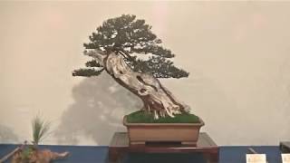 Best of 20 Years Bonsai quotTROPHYquot 2019 Part II [upl. by Ellemaj679]