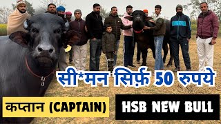 HSB ने मैदान में उतारा 56 पीढ़ियों तक के रिकॉर्ड वाला शानदार बुल  कप्तान Captain HSB New Bull [upl. by Nisbet767]