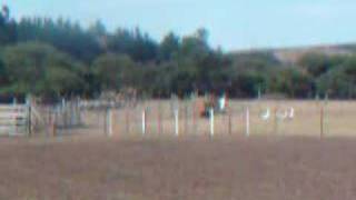 Rottweiler and Australian Shepherd Herd Geese [upl. by Ayikaz]