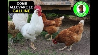 COME ALLEVARE LE GALLINE [upl. by Daveda435]