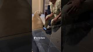 Chinu ki Pyari mumma ❤️🧿🫶🦮 love labrador doglover pets shorts 2024 2024shorts [upl. by Halstead654]