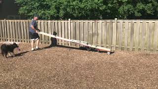 One Person Dog Agility Teeter Mover [upl. by Guzel642]