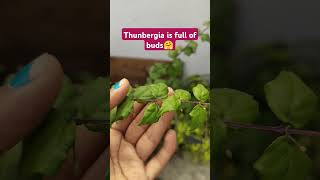 Thunbergia plant care thunbergia plants gardening trending [upl. by Eilrak]