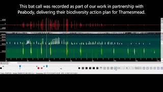 Bats in Thamesmead  pipistrelle echolocation and social calls [upl. by Fulmis539]