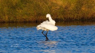 黑面琵鷺的冬日芭蕾 The Winter Ballet of Blackfaced Spoonbill【4K】 [upl. by Eivla43]