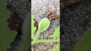 Growing ovary of cucumis melo plants [upl. by Ennairak]