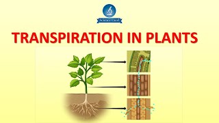 Transpiration in plants  Science Excel [upl. by Nwonknu]