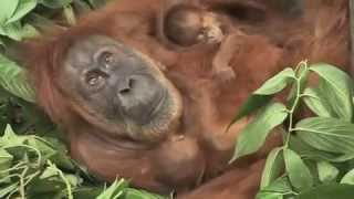 quotThe twinsquot Orangutans [upl. by Nyssa]