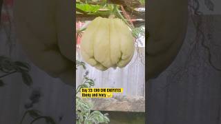 DAY 23 CHAYOTE gardendesignuk fruit gardendesigninspiration [upl. by Ikila]