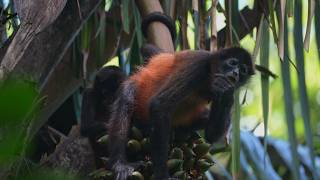 Discover Costa Ricas Amazing Monkey Species in Stunning 4K [upl. by Wilhelmine]