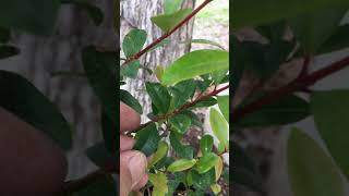 Syzygium paniculatum [upl. by Koral]