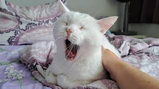 Pets for cute yawning white kitty [upl. by Heck]