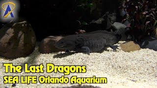 Meet The Last Dragons at Sea Life Orlando Aquarium [upl. by Lap924]