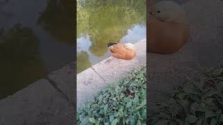 Ruddy shelduck sleeping 😻 😻 [upl. by Innor]