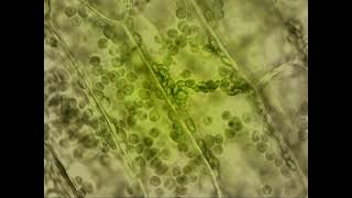 Egeria densa  Cytoplasmic streaming [upl. by Anuait]