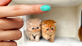 The Smallest Kittens Found a New Home  Building a house for cats [upl. by Trin]