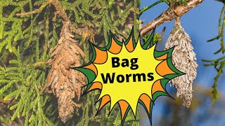 Identifying Bagworms On Arborvitaes [upl. by Srednas]