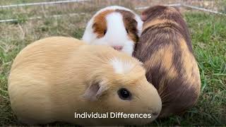 Guinea Pigs Uncovered A Deep Dive into Their Social Life [upl. by Zelig]